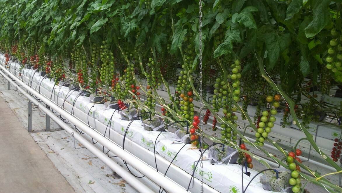 Smart-IPM-tomate|Smart-IPM